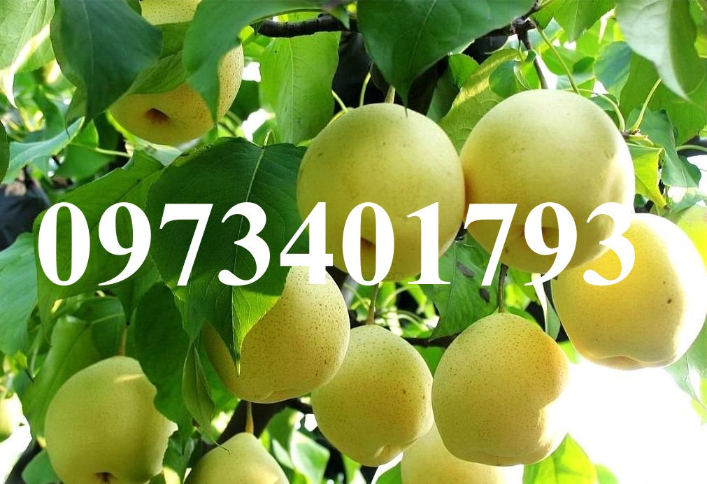 CÂY GIỐNG LÊ VÀNG